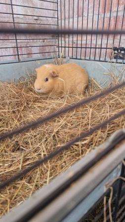 Image 2 of Male Guinea pig looking for a home