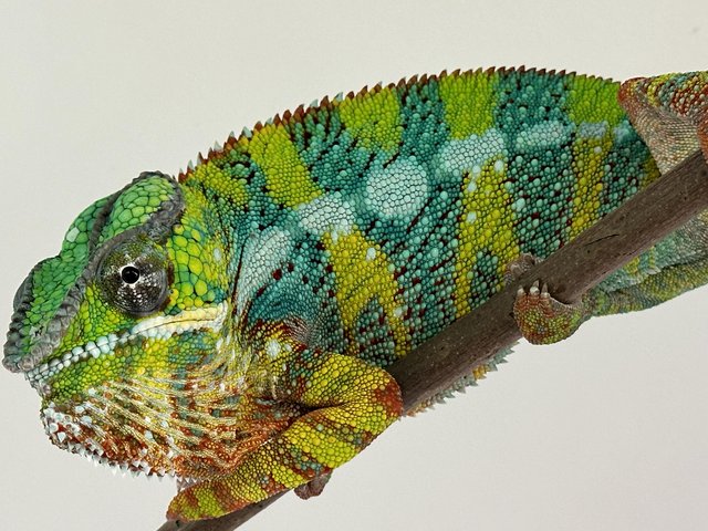 Preview of the first image of The finest Panther chameleons in the UK.