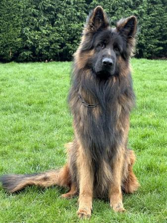 Image 1 of FOR STUD ONLY! Top class Large KC German Shepherd male