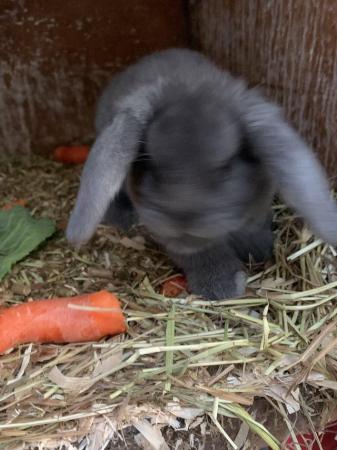 Image 4 of BABY MINI LOPS LOOKING FOE EVER HOMES