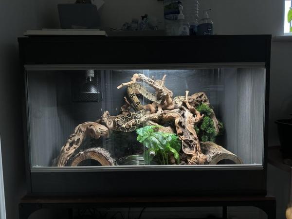 Image 5 of Female Boa Constrictor with full set up
