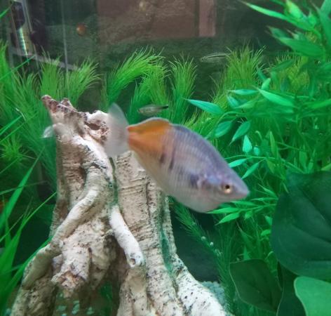 Image 2 of Boesemain rainbowfish pair, looking for a new shoal!