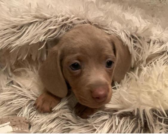 Image 3 of KC REGISTERED MINATURE DACHSHUND PUPPIES