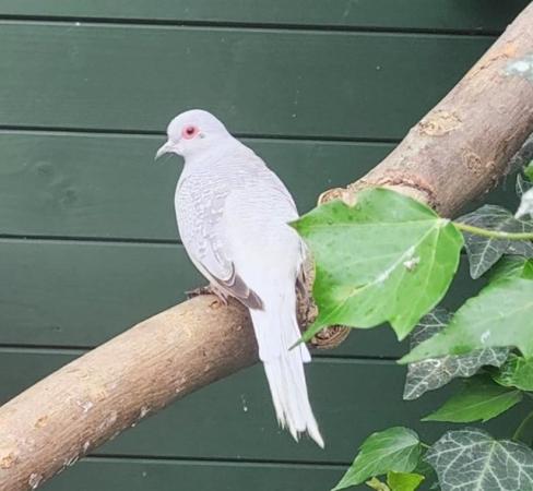 Image 3 of Breeding pair - Red/White Diamond doves for sale