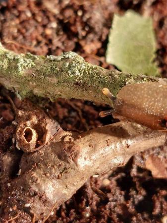 Image 2 of Tropical leatherleaf slug Babies