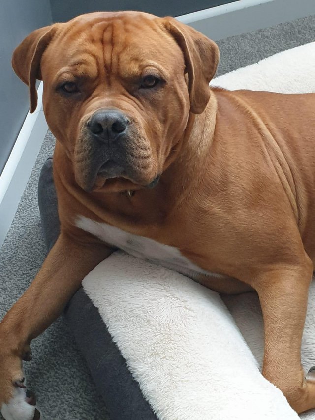 Preview of the first image of 2 year old dogue de Bordeaux cross.