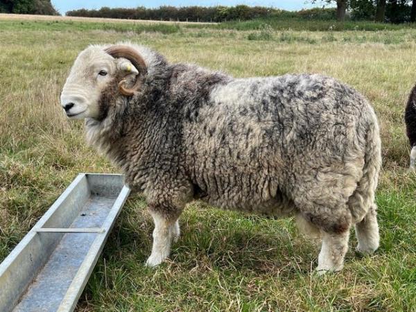 Image 2 of Pedigree Purebred Herdwick Ram Lambs / Tups 1 yr old