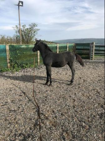Image 3 of Connemara Colt foal fully registered