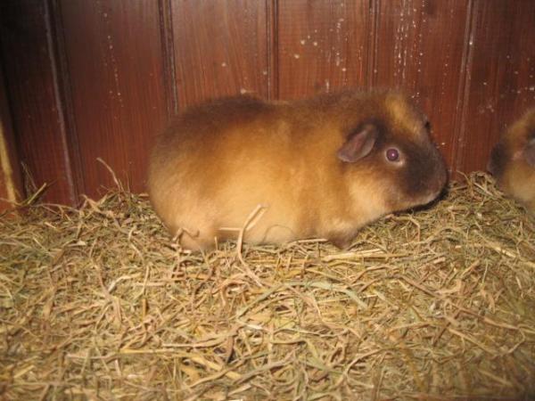 Image 4 of Rex Guinea Pigs for sale Sows and boars available