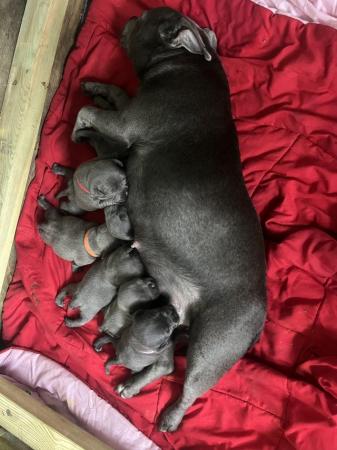 Image 3 of Champion blue Staffordshire bull terrier puppies
