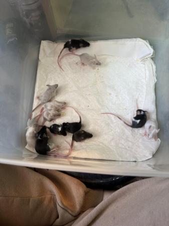 Image 2 of Lovely baby mice male and female avalible