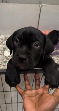 Image 1 of Stunning litter of 5 cane corso puppies