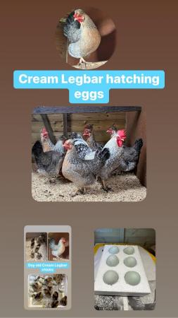 Image 8 of Hatching/fertile bantam and large fowl eggs