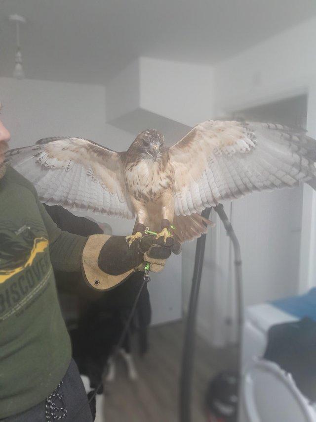Preview of the first image of Male red tail hawk xxxxxxxx.