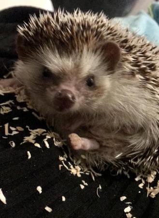 Image 4 of African pygmy hedgehog male