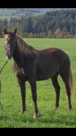 Image 1 of Rocky Mountain horse mare choc flax