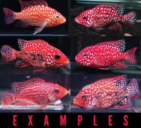 Image 9 of Unfaded Super Red Texas Cichlids