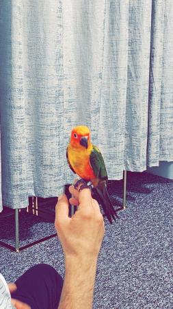 Image 1 of 11 months old silly tame sun conure
