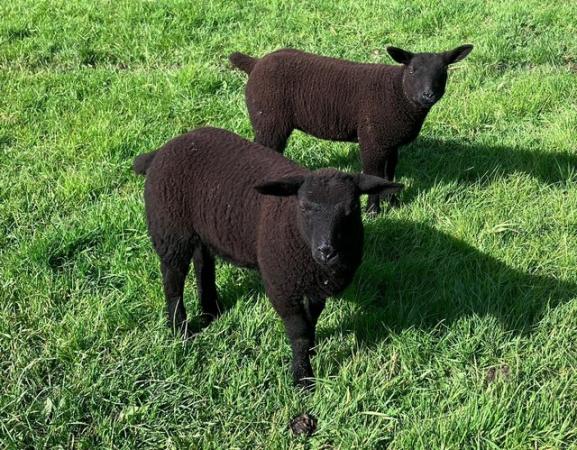 Image 2 of Various sheep for sale - Dutch spotted, Lleyn, Texel crosses