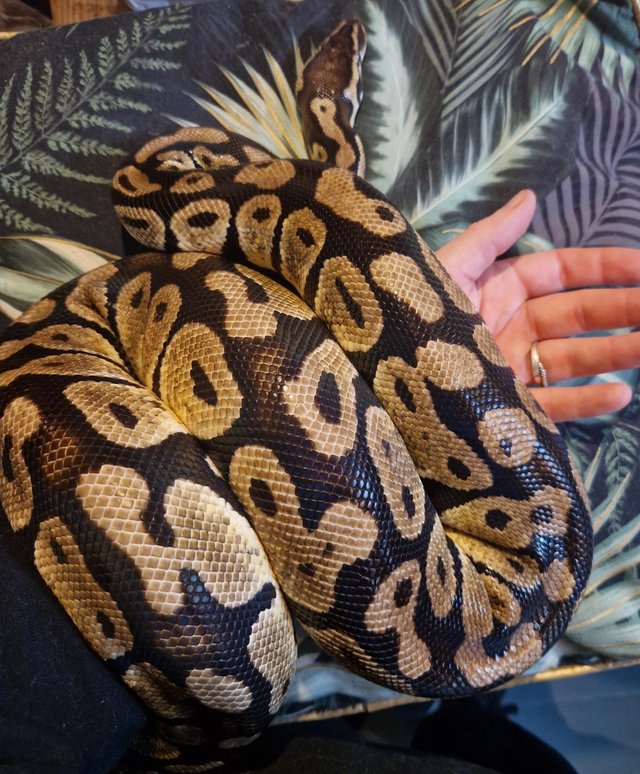 Preview of the first image of Yellow belly royal python.