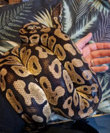 Image 1 of Yellow belly royal python