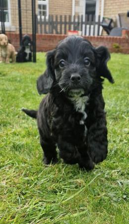 Image 3 of F1 Cockapoo Puppies for sale