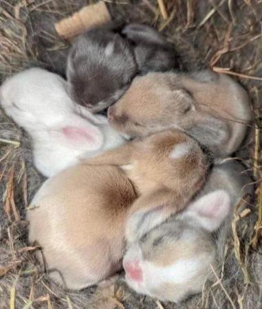 Image 8 of MINI LOP BUNNIES - 5 STAR HOMES ONLY