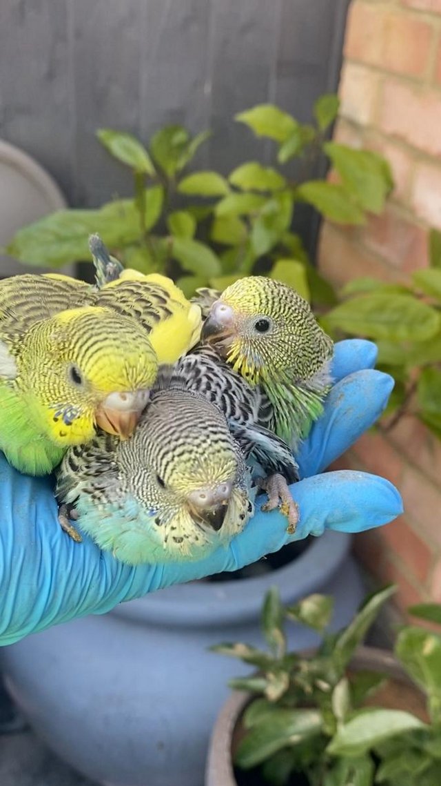 Preview of the first image of Various hand reared 6 baby budgies for reservation.