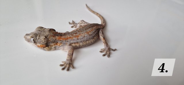 Image 10 of Cb23 gargoyle geckos for sale unsexed