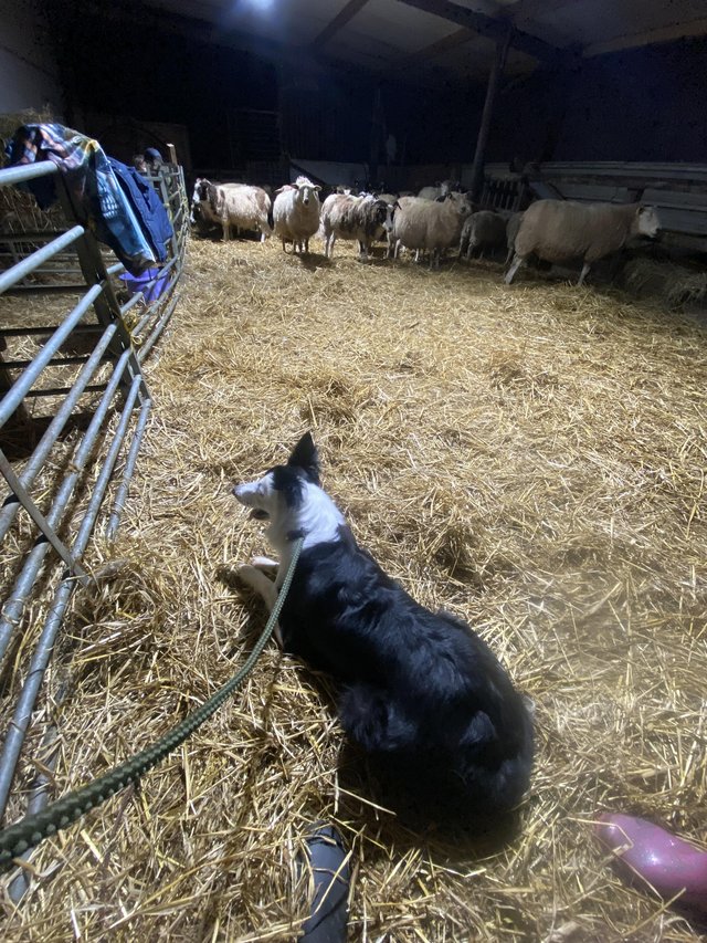 Preview of the first image of 3 year old ISDS registered female sheep dog.