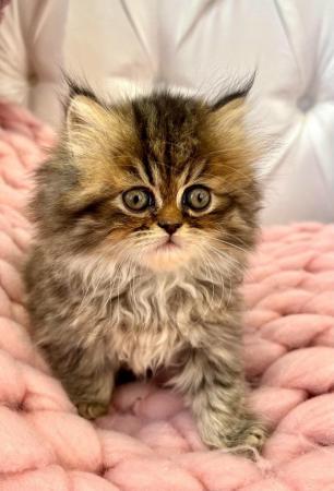 Image 10 of **Star ** 5 gen pedigree Persian kittens ***