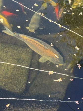 Image 5 of Pond fish for sale, Koi, common carp, sturgeon.