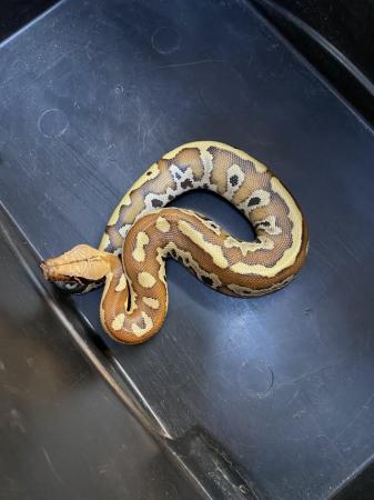 Image 1 of Blood python (P. brongersmai) £250