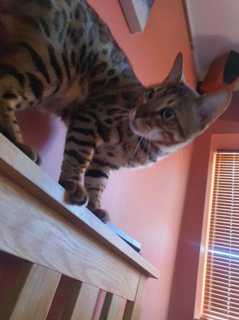 Image 5 of Cute bengal cat looking for good home (toilet trained)