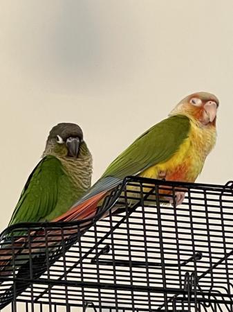 Image 3 of Beautiful brother sister conure for sale