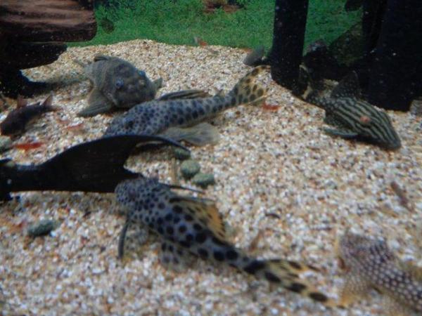 Image 4 of Rare Plecos L numbers for sale