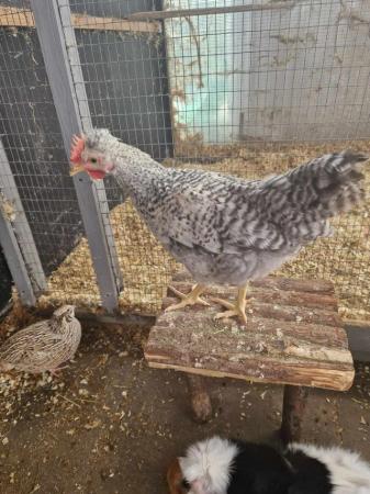 Image 3 of crested legbar rooster available