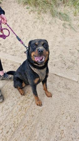 Image 9 of Rottweiler/Collie in need of a new home ??