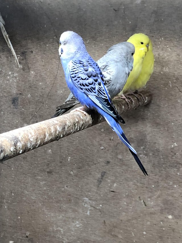 Preview of the first image of Semi tame baby  budgies in various colours.