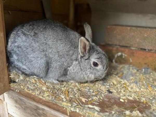 Image 5 of Friendly Female Pure Netherland Dwarf Rabbit