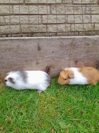 Image 1 of Baby guinea pig boars (Male)