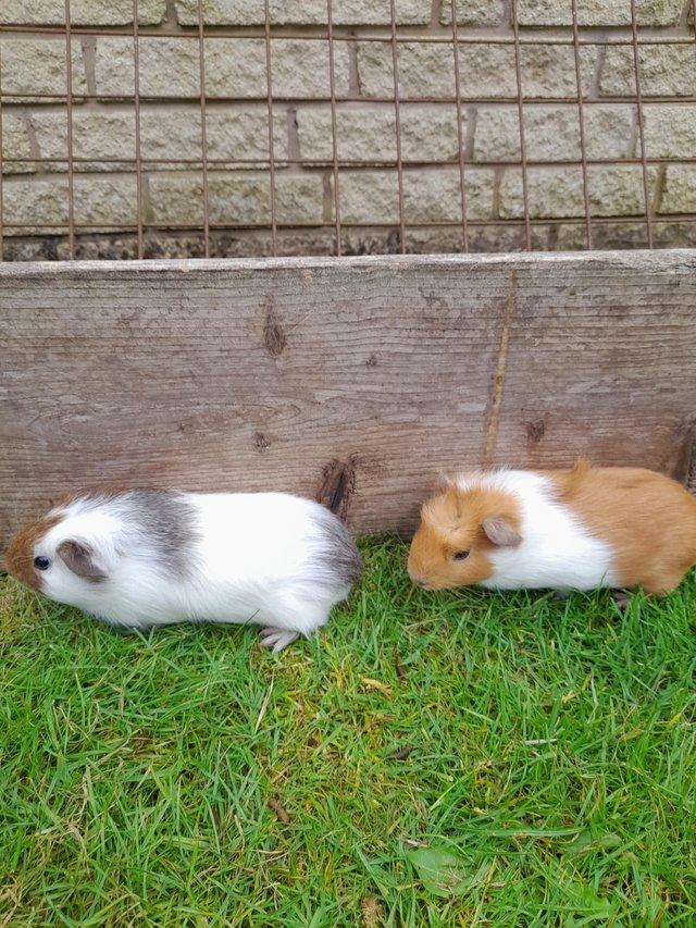Preview of the first image of Baby guinea pig boars (Male).