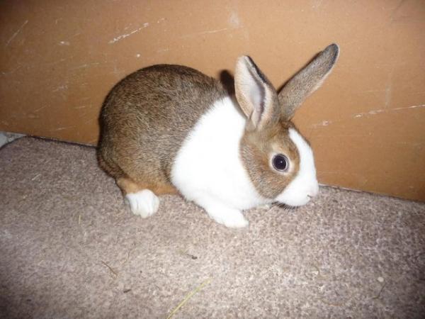Image 3 of Pure Bred Dutch Young Rabbits