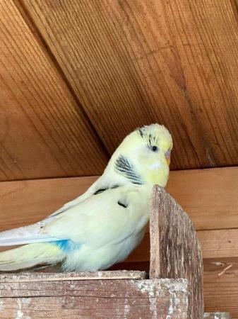 Image 5 of Beautiful Adult budgies for sale