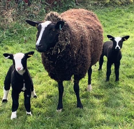 Image 2 of NEW PRICE Zwartble yearlings with Dutch Spotted lambs