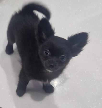 Image 3 of chihuahua black boy  ready now