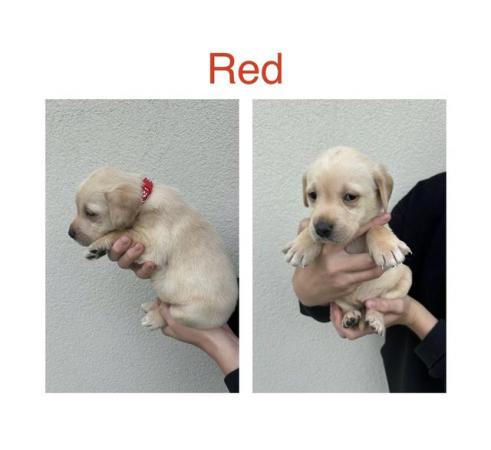 Image 5 of Labrador Puppies For Sale(Mobile correct now,was wrong)
