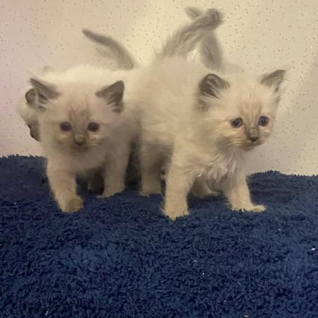 Image 4 of Pure ragdoll kitten blue point