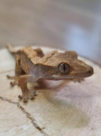 Image 2 of CB23 - Harlequin Crested Gecko
