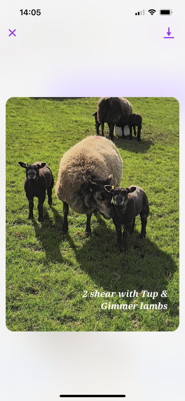 Preview of the first image of Pedigree blue texel ewes and lambs.